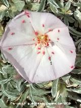 Manzanilla de la Sierra - Convolvulus boissieri. Flor afectada por la araa roja. Caballo Torraso - Villanueva del Arzobispo