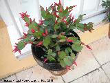 Cactus de Navidad - Schlumbergera truncata. Los Villares