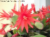 Cactus de Navidad - Schlumbergera truncata. Los Villares