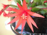 Cactus de Navidad - Schlumbergera truncata. Los Villares