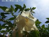 Trompeta del Juicio - Brugmansia arborea. Flor. Crdoba