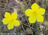 Lino amarillo - Linum tenue. Peablanquilla - Martos