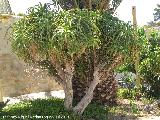 Aloidendron barberae - Aloidendron barberae. Castillo de Santa Brbara - Alicante