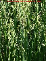 Trigo - Triticum vulgare. Entre avena loca. Los Villares