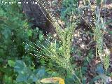 Trigo - Triticum vulgare. La Beata - Valdepeas