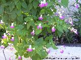 Nometoques - Impatiens balfourii. Los Villares