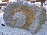 Ammonites Ochetoceras - Ochetoceras canaliculatum. La Iruela