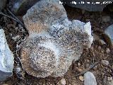 Ammonites Ochetoceras - Ochetoceras canaliculatum. Arroyo Padilla - Jan