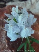 Conejitos - Linaria lilacina. Cueva de los Herreros - Jan