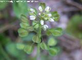 Hormatofila - Hormathophylla baetica. Fuente de la Pea - Jan