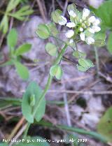 Hormatofila - Hormathophylla baetica. Fuente de la Pea - Jan