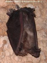 Murcilago pequeo de herradura - Rhinolophus hipposideros. Cueva de Golliat - Torredelcampo