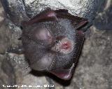 Murcilago pequeo de herradura - Rhinolophus hipposideros. Cueva Secreta - Jan