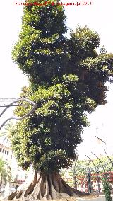 Ficus de Santo Domingo. 