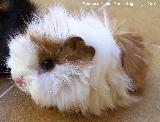 Cobaya - Cavia porcellus. Los Villares