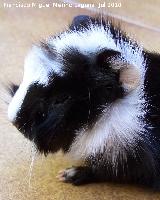 Cobaya - Cavia porcellus. Los Villares