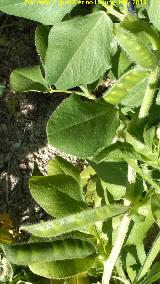 Guisante - Pisum sativum. Cerro de los Morteros - Jan