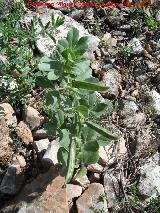 Guisante - Pisum sativum. Las Yeseras - Navas de San Juan