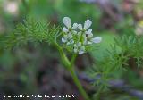 Agulloles - Scandix australis. Jan