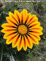 Gazania - Gazania splendens. Cortijo de la Pea de los Gitanos - Montefro