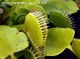 Atrapamoscas - Dionaea muscipula. Los Villares