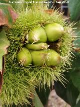 Castao - Castanea sativa. Invernadero en Jan