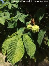 Castao - Castanea sativa. Prados Bajos - Campillo de Arenas