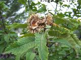 Castao - Castanea sativa. Zagrilla Baja - Priego de Crdoba