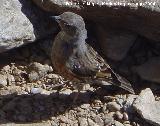 Pjaro Acentor - Prunella modularis. Sierra Nevada