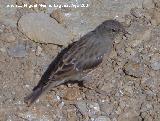 Pjaro Acentor - Prunella modularis. Sierra Nevada