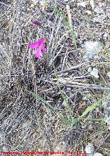 Gladiolo campestre - Gladiolus illyricus. Canjorro-Jan