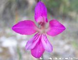 Gladiolo campestre - Gladiolus illyricus. Canjorro-Jan