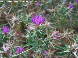 Cardo estrellado - Centaurea calcitrapa. Caada Saucar - Santiago Pontones