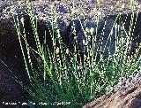 Sesleria - Sesleria albicans. Sierra Nevada