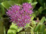 Telefo - Sedum spectabile. Navas de San Juan