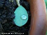 Solano de flor azul - Solanum rantonnetii. Navas de San Juan