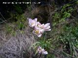 Ajo de culebra - Allium roseum. Los Caones. Los Villares