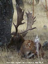 Gamo - Dama dama. Sierra de Andjar