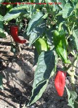 Pimiento - Capsicum annuum. Sorbas