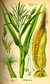 Maz - Zea mays. 