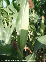 Maz - Zea mays. Sorbas