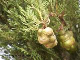 Ciprs piramidal - Cupressus sempervirens pyramidalis. Lorca