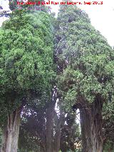 Ciprs piramidal - Cupressus sempervirens pyramidalis. La Baizuela - Torredelcampo