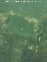 Pez Raspalln - Diplodus annularis. Isla de Tabarca - Alicante