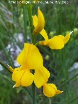 Retama de flor - Spartium junceum. La Veleta - Los Villares