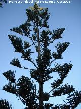 Araucana - Araucaria araucana. Nerja