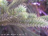 Araucana - Araucaria araucana. Toyo - Retamar