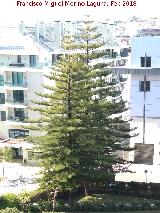 Araucana - Araucaria araucana. Estoril - Portugal