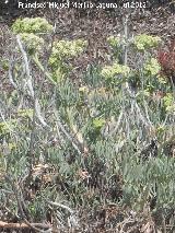 Hinojo marino - Crithmum maritimum. Isla de Tabarca - Alicante