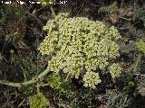 Hinojo marino - Crithmum maritimum. Flor. Isla de Tabarca - Alicante